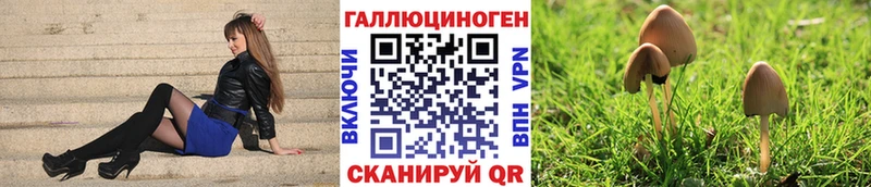 Псилоцибиновые грибы Psilocybe  Железногорск-Илимский 